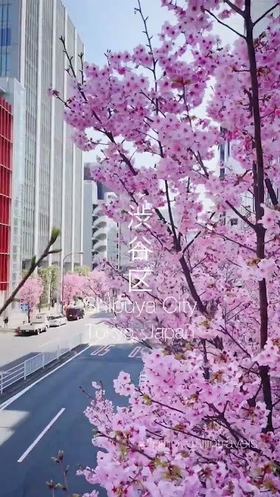 Sakura Full Bloom in Shibuya, Tokyo #cherryblossom #shibuya #tokyo #japan #japantravel #spring