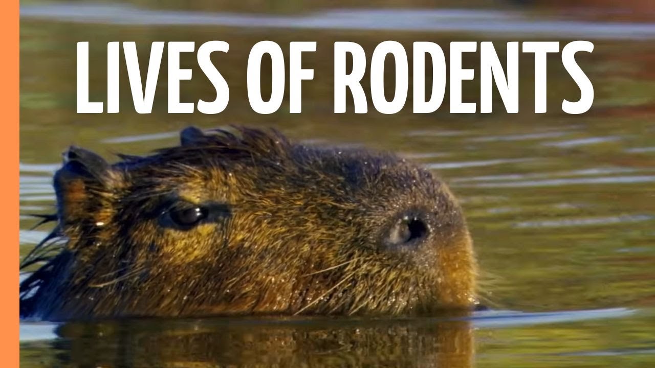 Tiny Titans - The Fascinating Lives of Rodents (2024)