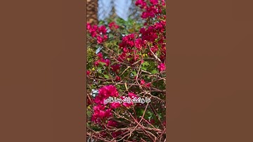 سورة الضحى - القارئ رعد الكردي ♥️