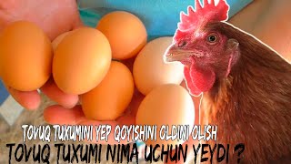 Astraxandan havaskor porno suratlar