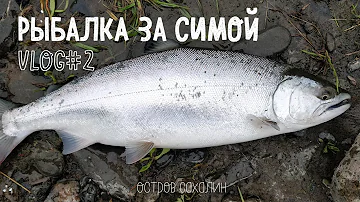 ВИШНЕВЫЙ ЛОСОСЬ (СИМА)