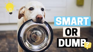 How Smart are Labradors?