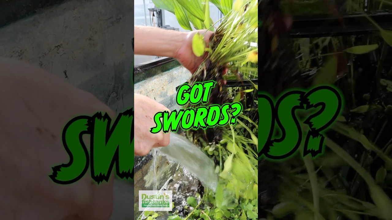 Got Swords?