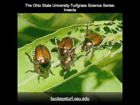Video: Ciclo de vida del escarabajo del espárrago manchado - Cómo prevenir el escarabajo del espárrago manchado