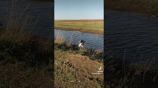 сезон открыт  #собака #husky #shortvideo #всемпривет #хаски #подпишись #животные #тикток #топ