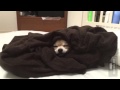 チワワの銀さん まるでウ◯コ　おしゃべりペット