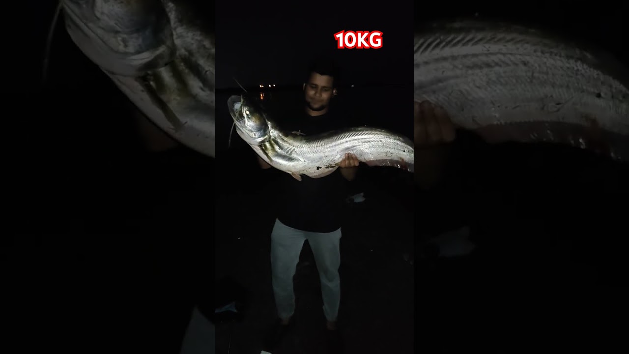 10KG Catfish / Padan Fish 