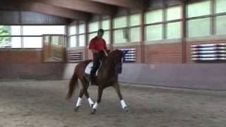 Dressurpferd Von Londonderry