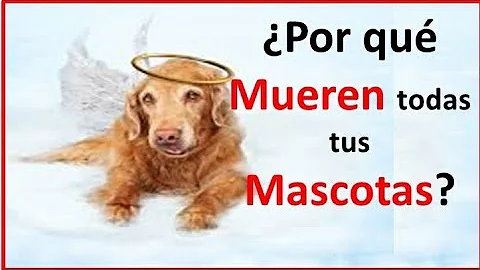 ¿Las mascotas lloran la pérdida de otro animal doméstico?