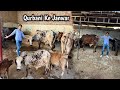 Qurbani ke liye new janwar le aaye mashallaha