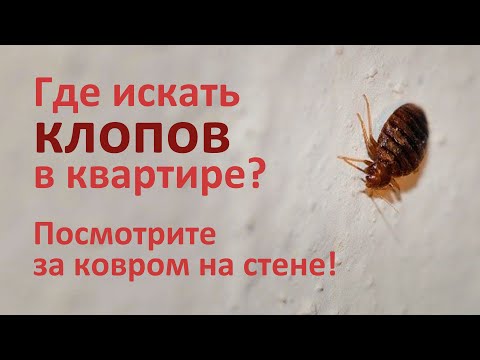 Где прячутся клопы, если найти их не получается? Пример из Питера.