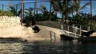 Swim with Dolphins on Your Bahamas Vacation  Dolphin Encounters Video