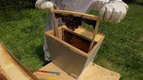LAYENS BAIT HIVE (SWARM TRAP) GET