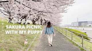 [Tokyo Vlog:] Sakura Picnic With My Puppy | 愛犬と花見ピクニック🌸