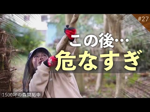 【伐採】危険はすぐそこ😨伐採女子の格闘🔥1500坪の森開拓プロジェクト  Vol.27