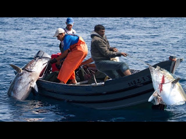 Gill Net Fishing Line Catch Hundreds Tons of Fish 