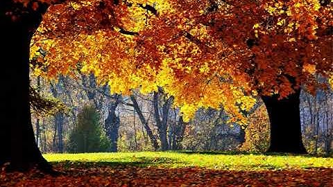 تراويح ليلة 16 رمضان 1439هـ من سورة سبأالاية( 29) الى سورة يس الاية (32)