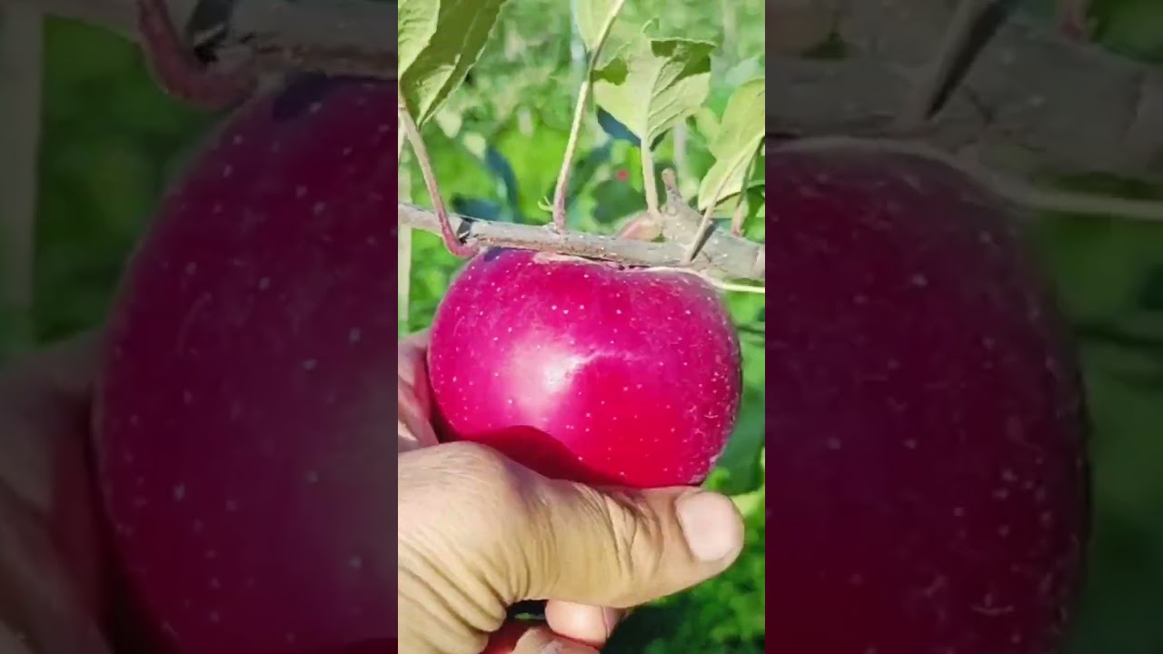 TRex Gala🍎 on M9 Rootstock 🍎 Kashmir Valley Fruit 🍎