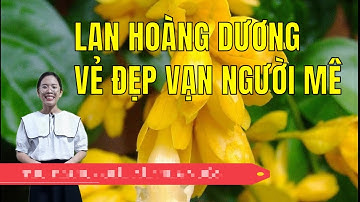 LAN HOÀNG DƯƠNG - VẺ ĐẸP VẠN NGƯỜI MÊ |Giải Đáp Nhà Vườn|