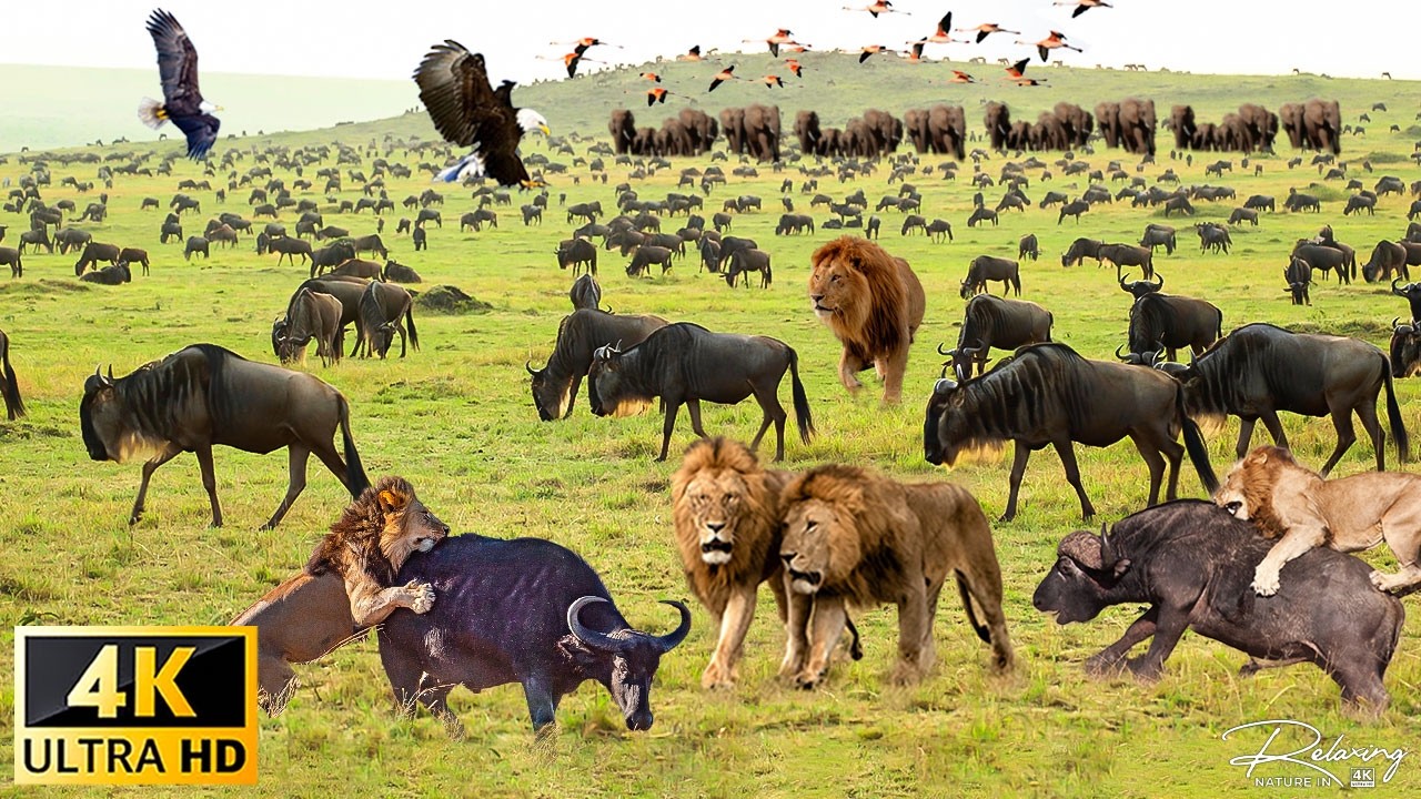 4K African Wildlife: Queen Elizabeth National Park, Uganda - Scenic Wildlife Film With African Music