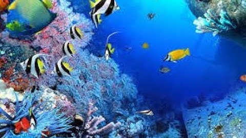 HOW TO MAKE GAME IN SCRATCH FOR BEGINNERS|| OCEANS GAME    #SCRATCH