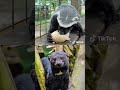 Greater Grison vs Tayra | who would win?