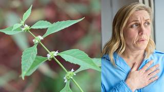 This Wild Mint Helps Anxiety and Heart Palpitations