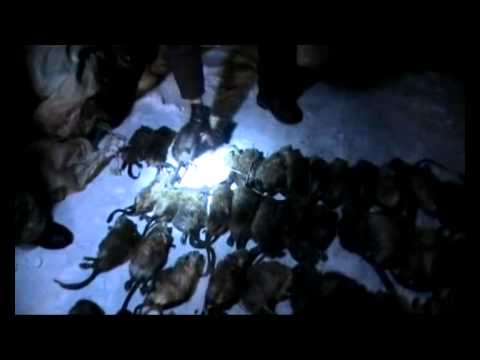 шубы из цигейки фото