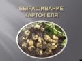 Выращивание картофеля