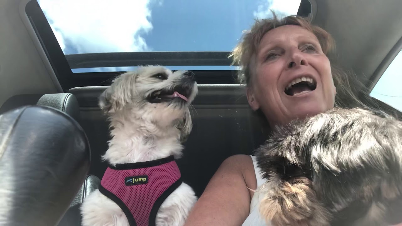 Deliveries with Jersey the dog! YouTube