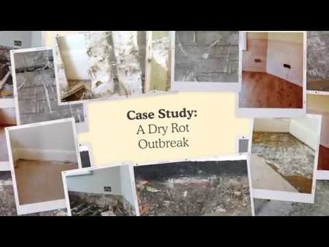 Insitu SCP - Case Study  - A Dry Rot Outbreak