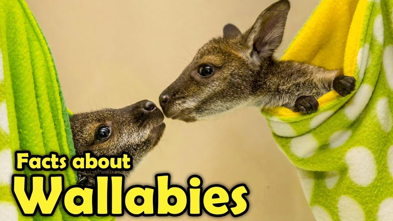 What Is A Wallaby Cute Facts About Wallabies YouTube What Is A Wallaby Cute Facts About Wallabies YouTube