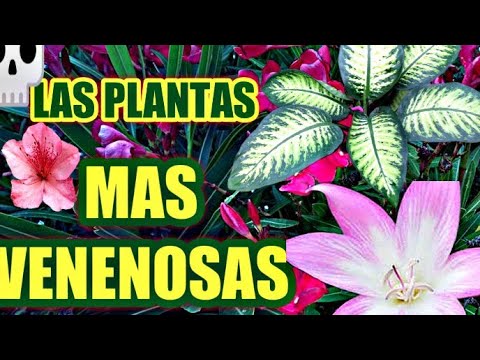 Video: Veh venenosa - planta medicinal, pero venenosa