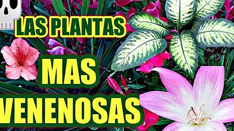 ¿Qué pétalos de flores son venenosos?