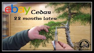 Revisiting the eBay tree!   -  Greenwood Bonsai