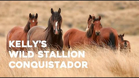 Introducing Kelly's Wild Stallion, Conquistador!