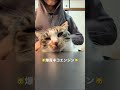バズったショート集【ケツドラム猫みな編】④ #shorts #猫ケツドラム #ネコケツドラム