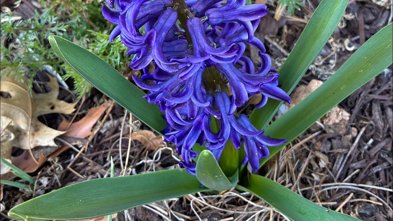 Early bloomers🤗2.24.26