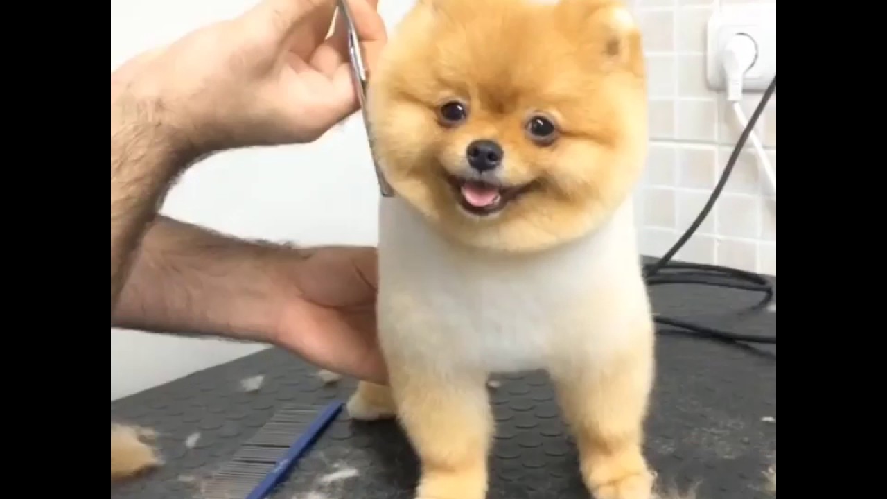 dog cutting