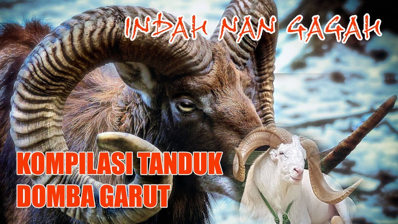 Domba Garut - Gagah dan Menawan Ragam Rupa Tanduk Domba Garut 