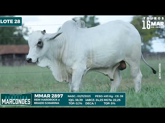 LOTE 28 MMAR 2897