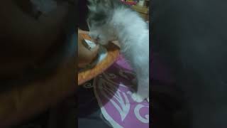 Kucing Manja Minta Disuapin