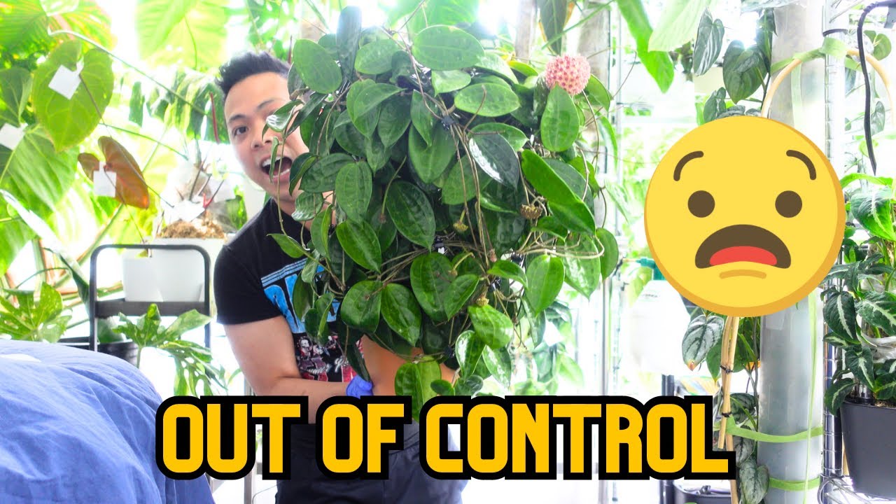 These Hoyas grow so fast! 💚 Hoya Plant Chores Propagations, Clean up