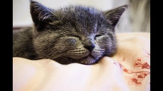 kitten fighting sleep (british shorthair)