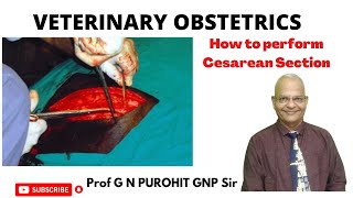 Cesarean section in domestic and pet animals I Veterinary Obstetrics I GNP Sir I Unit 2 I Celiotomy