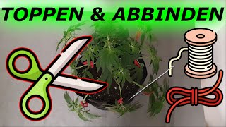 Cannabispflanze Toppen und Abbinden -DIE BESTE LÖSUNG FÜR STOFFTÖPFE)  #marshydro  #cannapeace #420