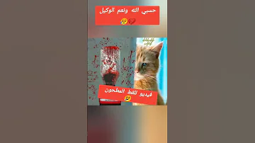 فيديو للقط المطحون لاتخرج قبل ذكر الله القط المطحون قطط حيوانات 