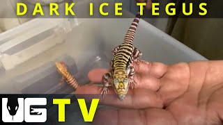 Dark Ice Tegus (First In World Ever)