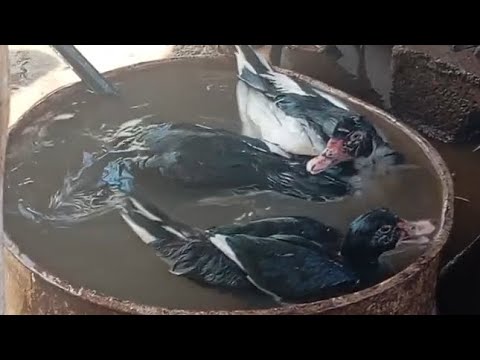 استعمال دوش طيور البط ماشاءالله تبارك الرحمن