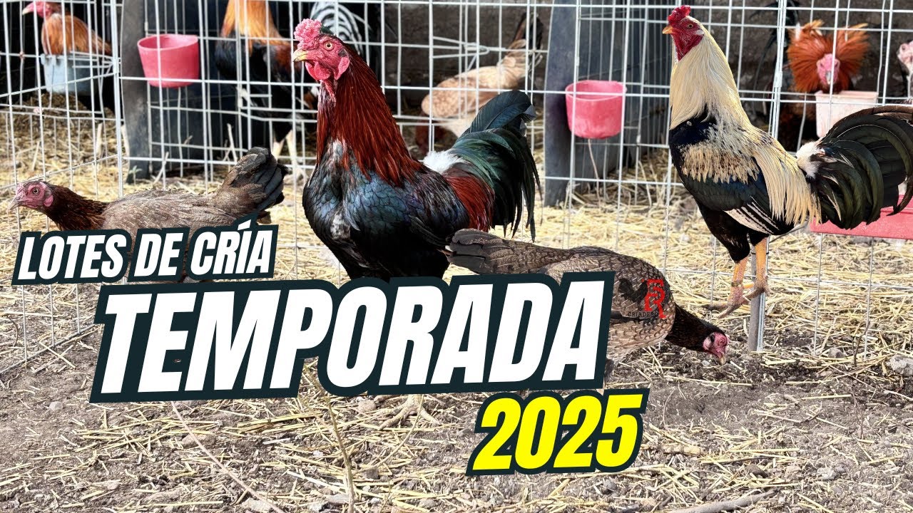 LOTES DE CRÍA TEMPORADA 2025